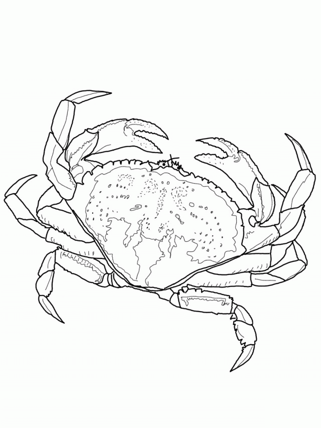 Crab Coloring Pages Roe Ocean For Childrens Id 70510 147647 Crab 