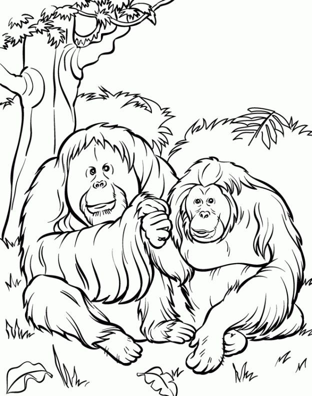 Zoo Animal Coloring Pages #2168 | Pics to Color