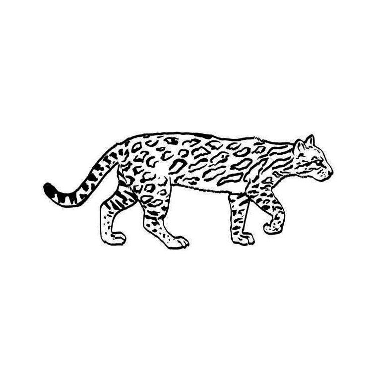 Ocelot Coloring Page - Coloring Home