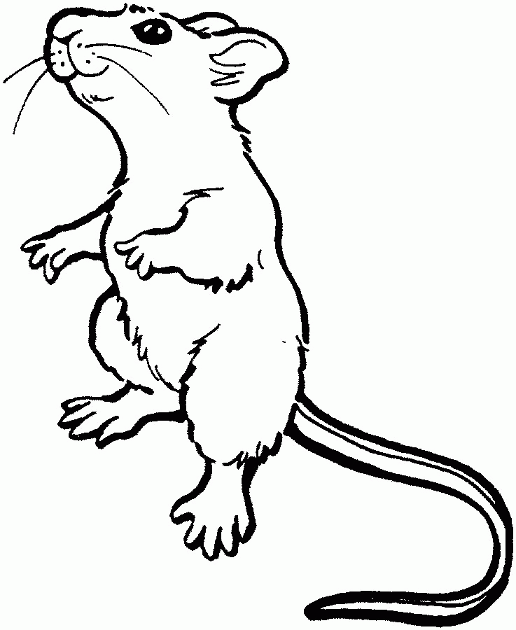 color the mouse Colouring Pages