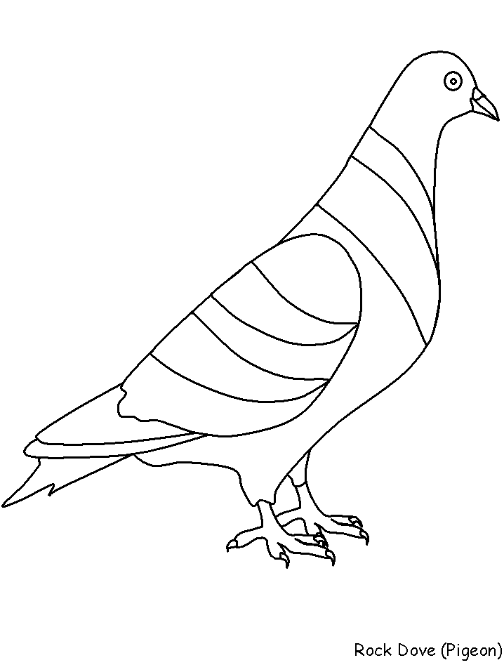 rock dove Colouring Pages