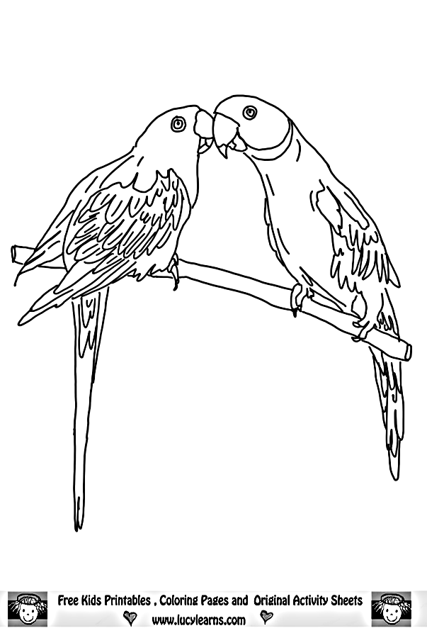 paint budgie Colouring Pages (page 3)