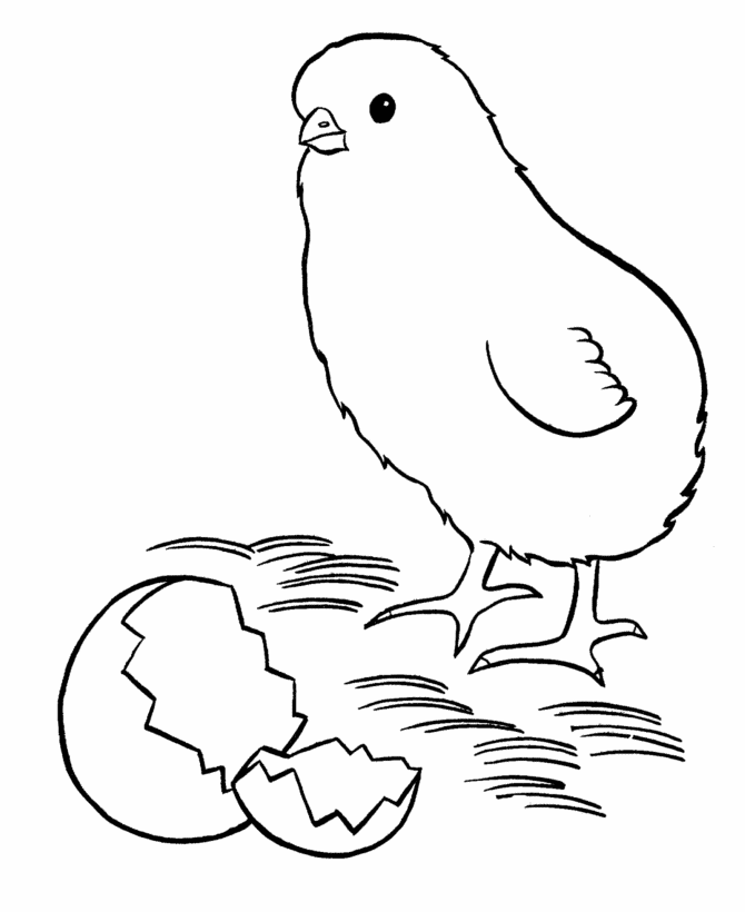 Easter Chick Coloring Pages - New baby chick easter coloring pages 
