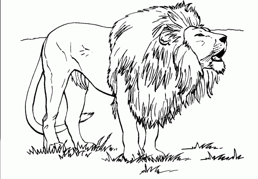Sweet Kids Coloring Pages Of Lion High Resolution | ViolasGallery.