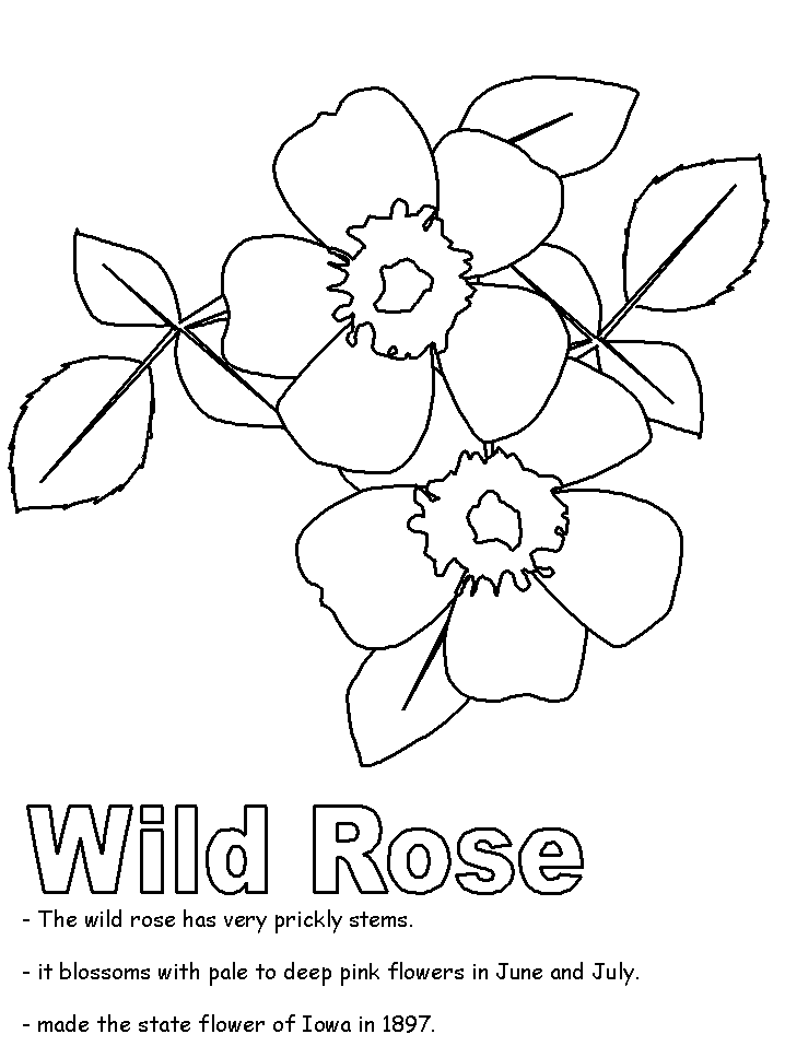 Wild Rose coloring page