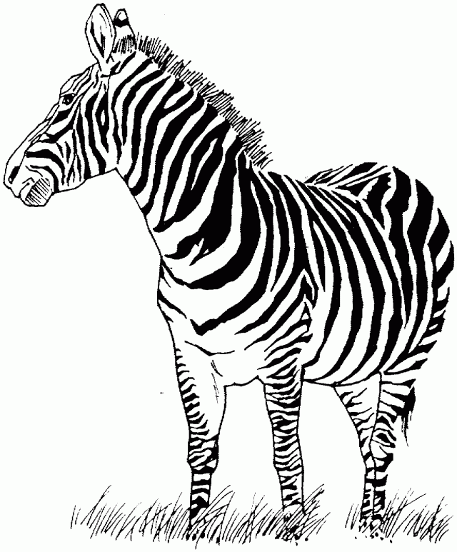 Kids Coloring Pages Zebra Coloring Pages Coloring Pages For 227926 