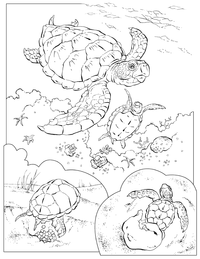 Loggerhead Sea Turtle Coloring Page Images & Pictures - Becuo