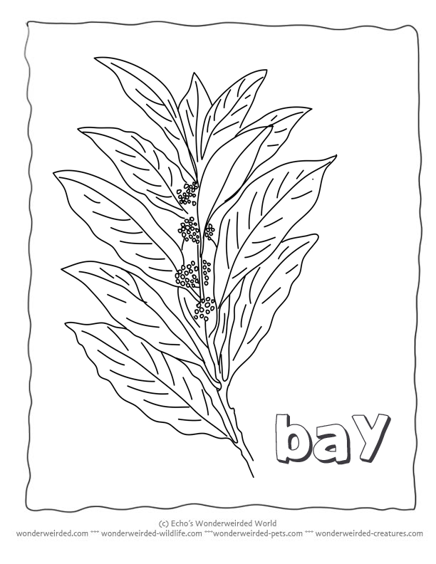 Leaf Coloring Page Book, Our Coloring Pages of Leaves A-Z