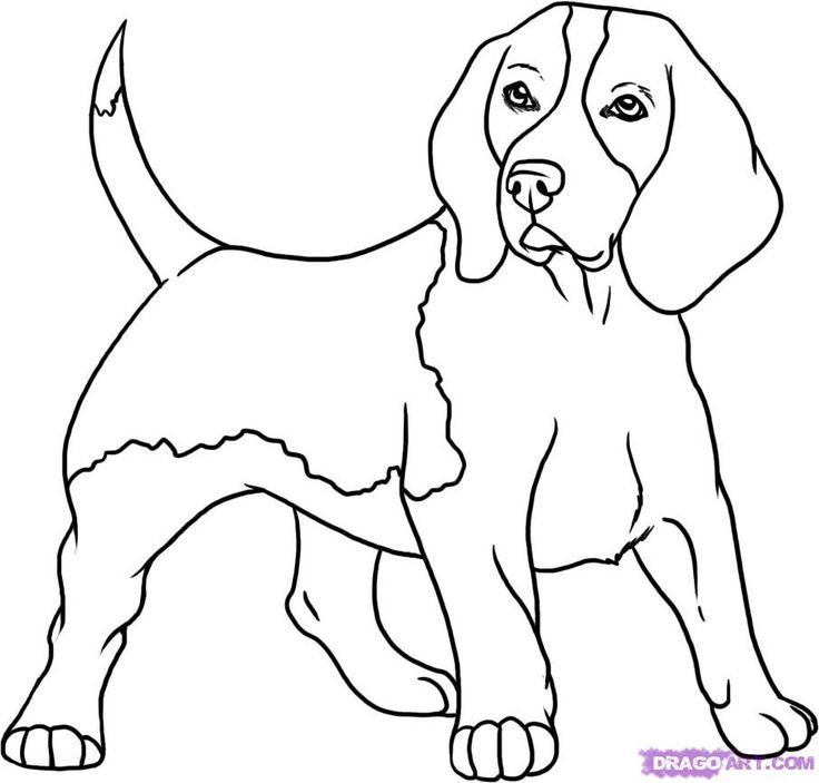 Beagle Coloring Pages Coloring Home