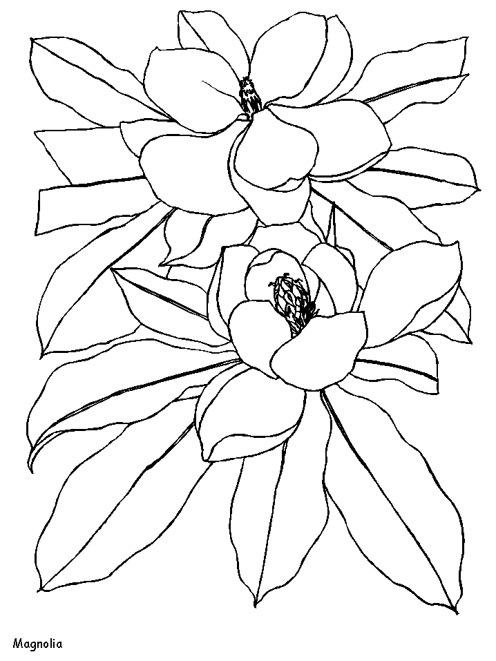 Printable Magnolia Flowers Coloring Pages