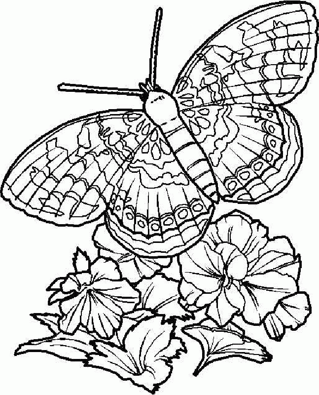 Butterflies Coloring Pages 28 | Free Printable Coloring Pages 