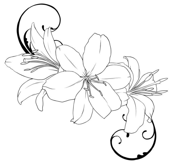Lilly Outline