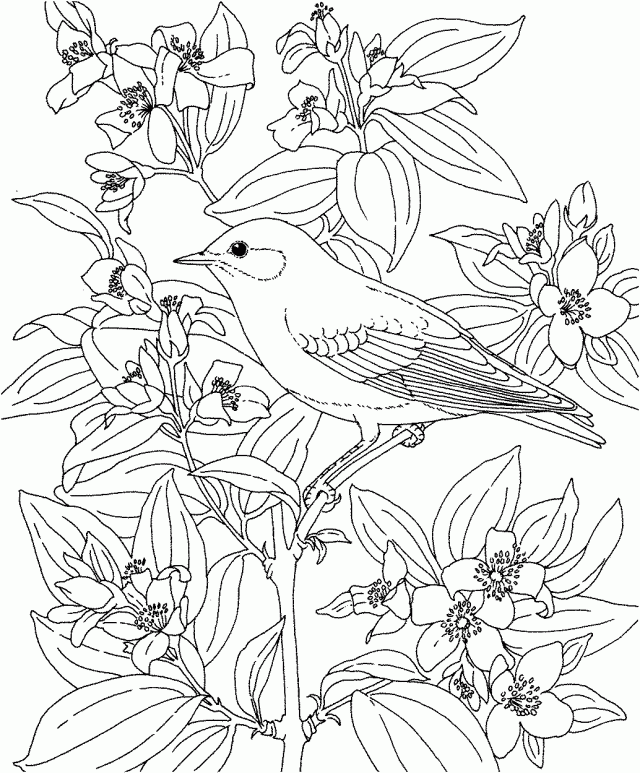Blue Bird Coloring Pages - Coloring Home