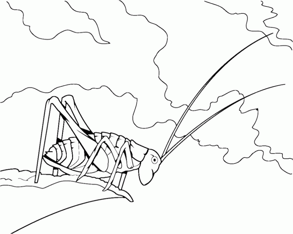 Grasshopper Coloring Pages Grasshopper Coloring Page For 176688 