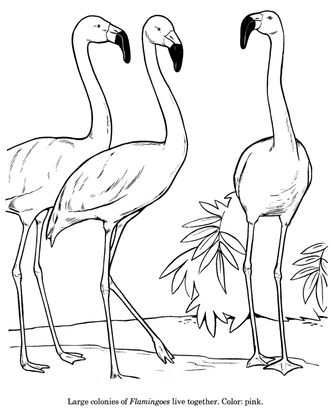 Animal Drawings Coloring Pages | Flamingo bird identification 