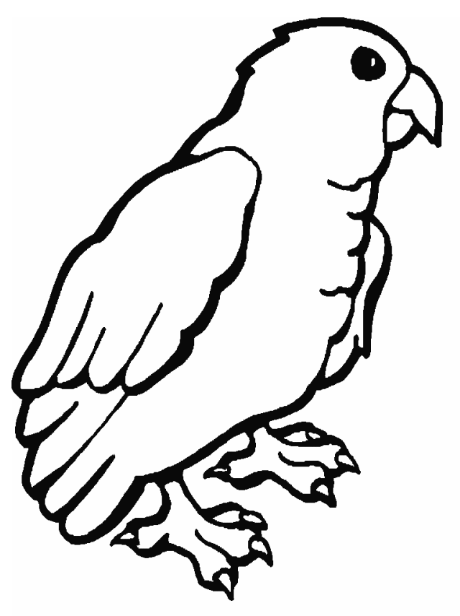 Easy parrot animal coloring page | coloring pages