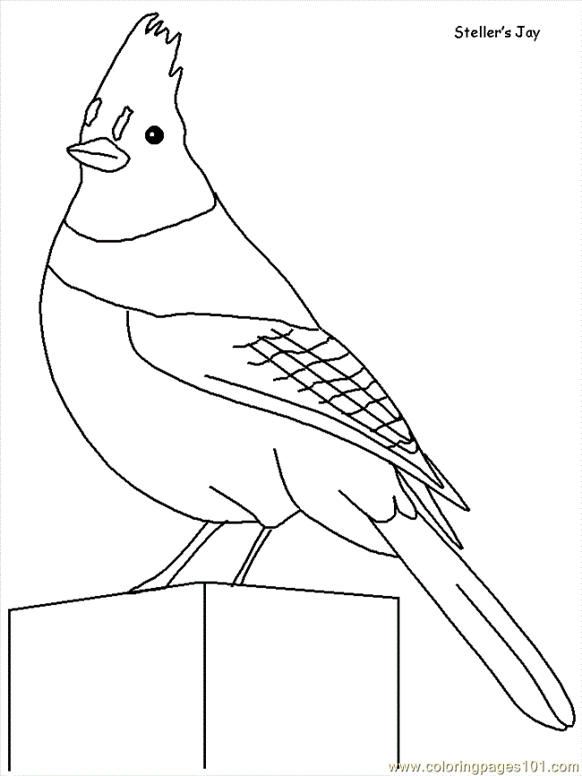 843 Cute Montana State Bird Coloring Page 