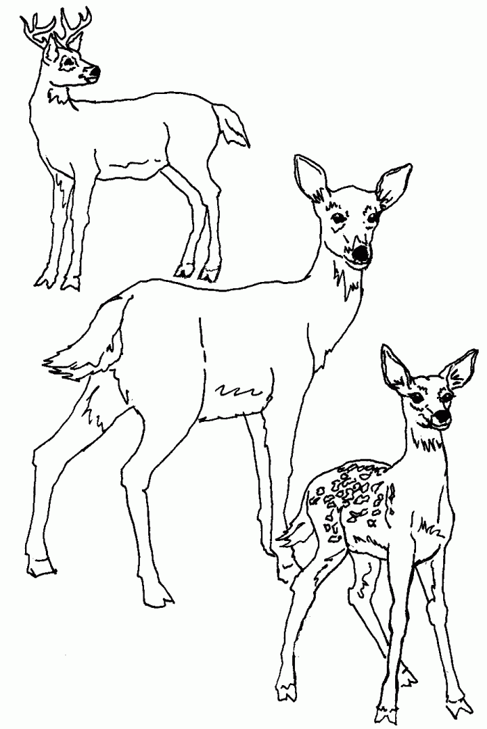 Deer Coloring Pages For Kids
