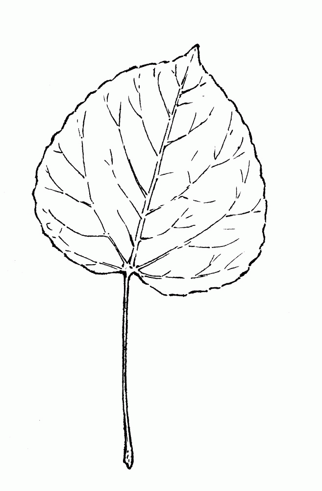 Populus tremuloides (quaking aspen, quaking poplar): Go Botany
