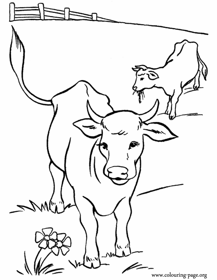 Calves Colouring Pages (page 2)
