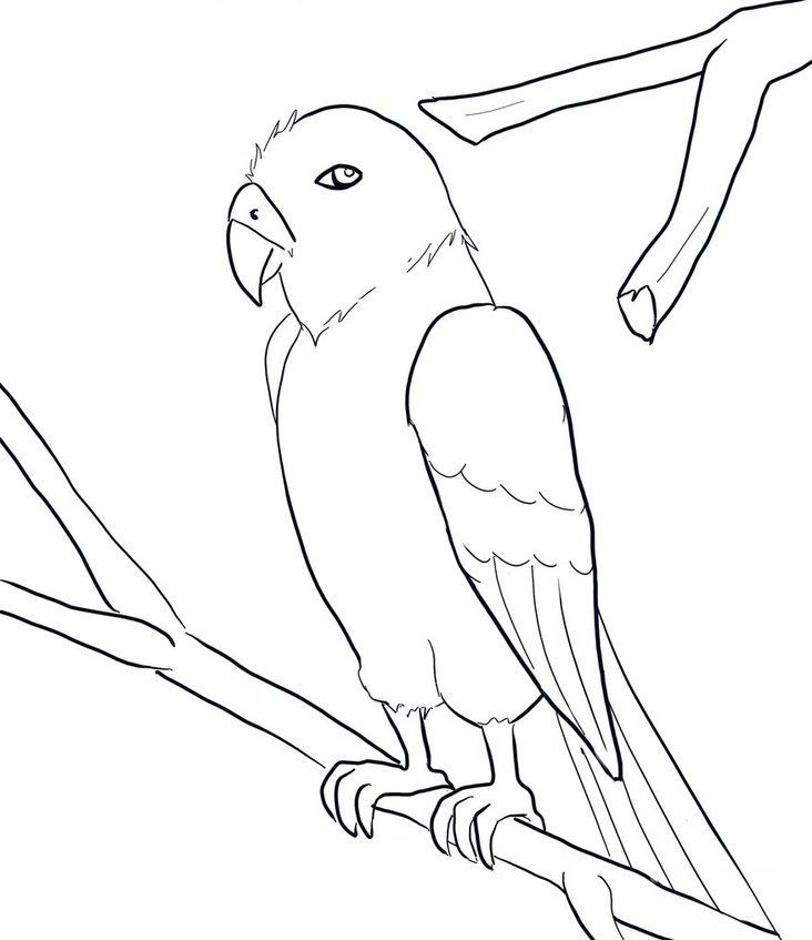 Best Pet Emporium Bird Coloring Page By Mspixy Dndth Top 