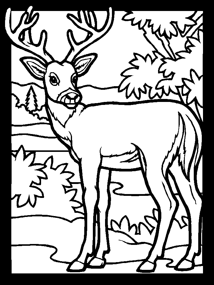 deer-coloring-pages-4.gif (719×959) | Levi's First