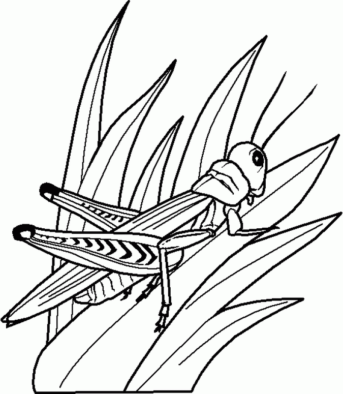 Free Printable Bug Coloring Pages For Kids Coloring Home