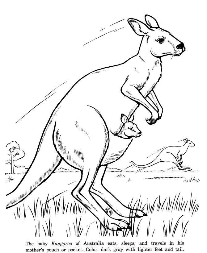 Animal Drawings Coloring Pages | Kangaroo animal identification 