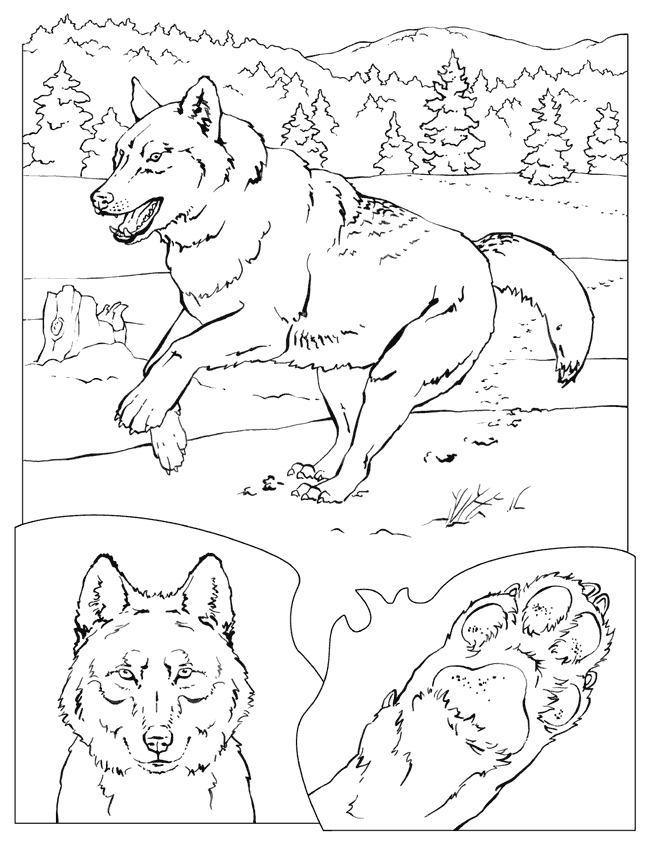 Gray Wolf Coloring Page | coloring page