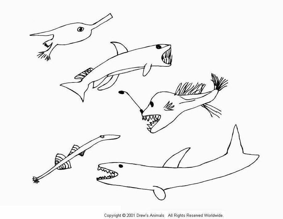 Drew's Animals Coloring Book - Snipe, Viper, Angler, Marine 