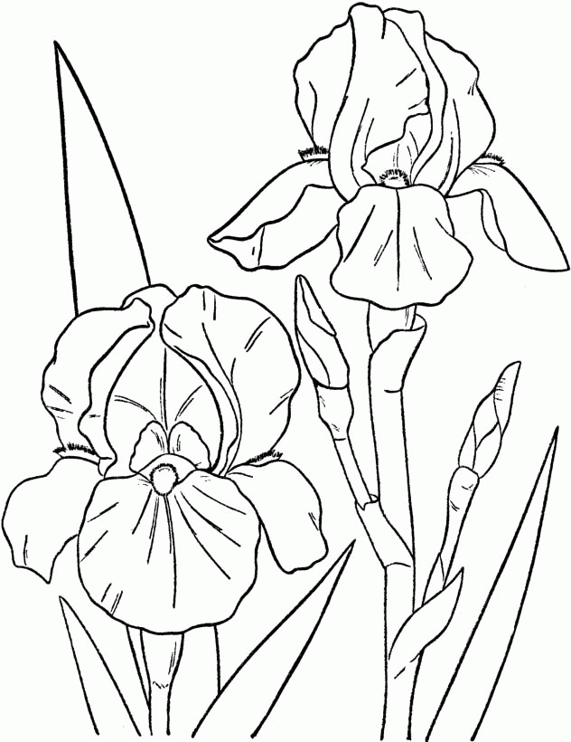 Printable April Spring Flower Coloring Pages Images - Spring 
