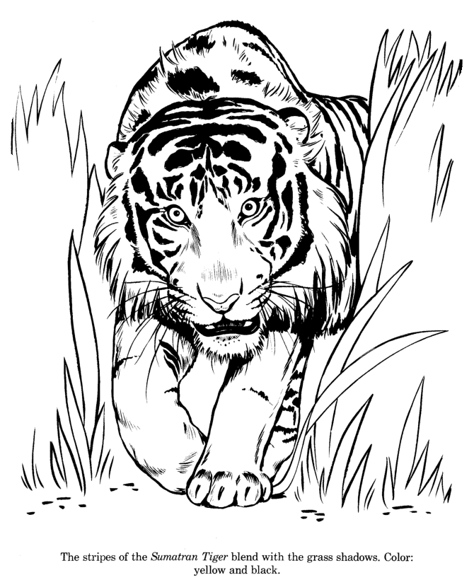 animal drawings coloring pages sumatran tiger identification 