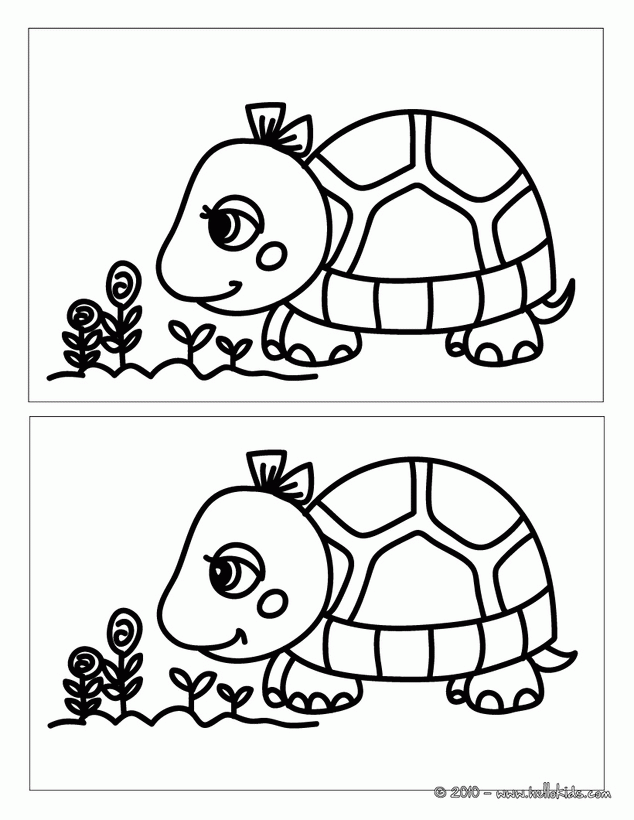 ANIMAL difference games - TURTLE spot the 5 differences
