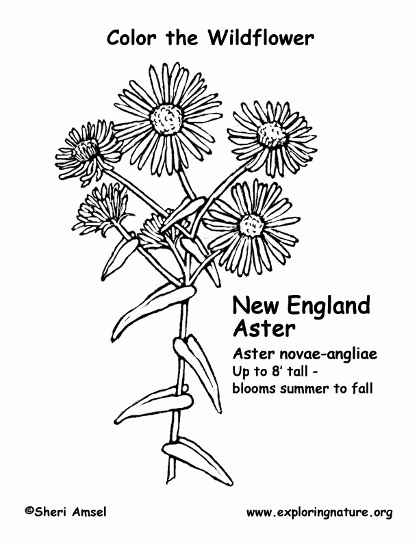 Aster (New York) Coloring Page -- Exploring Nature Educational 