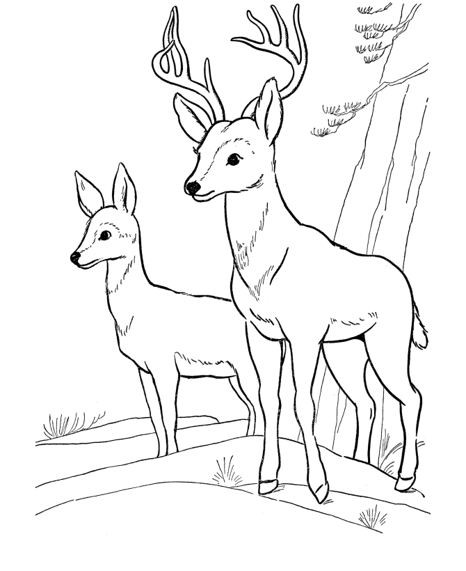 Deer Coloring Page | Wild Animal Buck Deer Coloring Pages and Kids Activity  sheet | HonkingDonkey