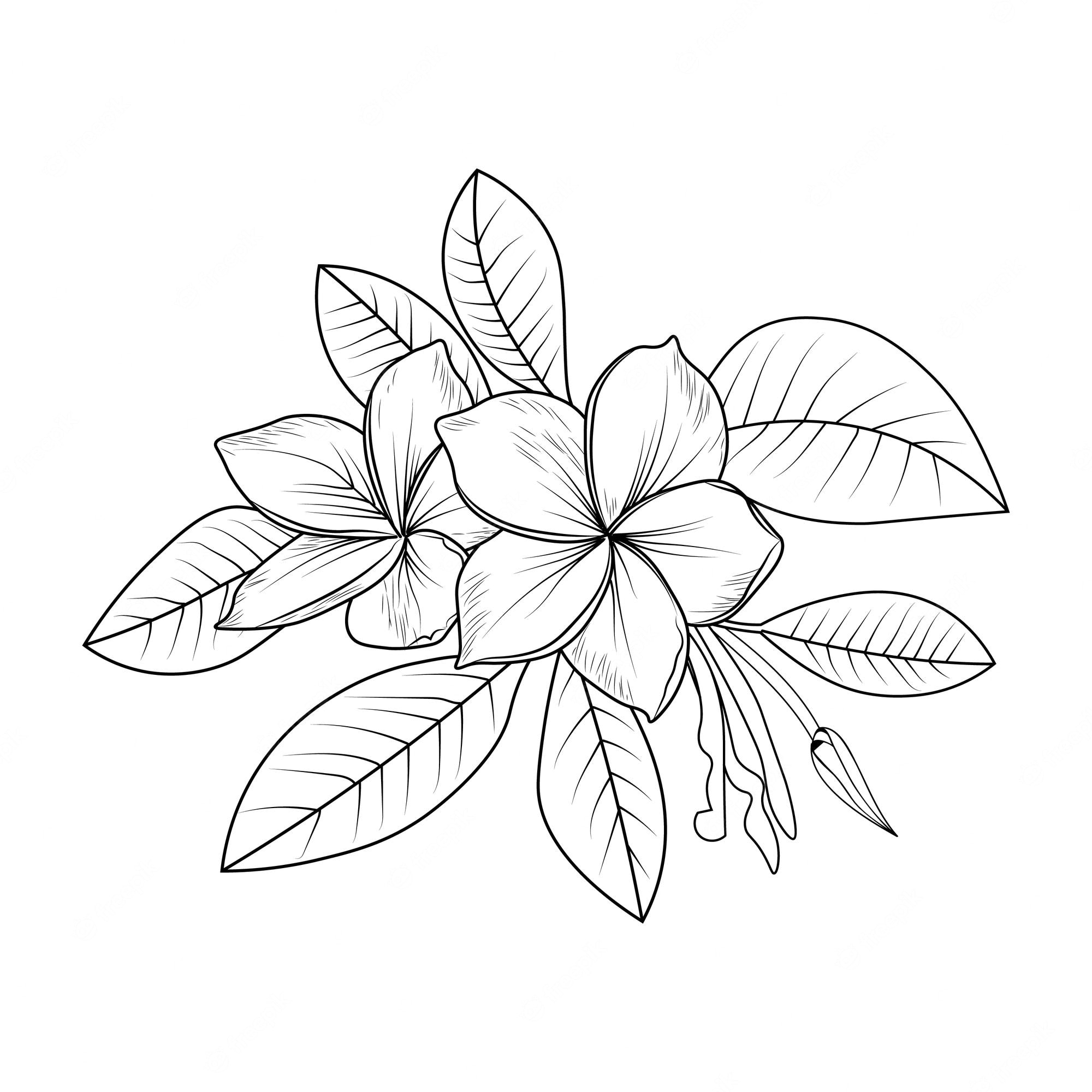 Premium Vector | Black outline drawing is perfect for coloring pages books  for children or adults frangipani flowers.