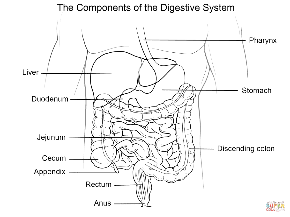 Human Digestive System Coloring Page Free Printable Coloring Pages Coloring Home