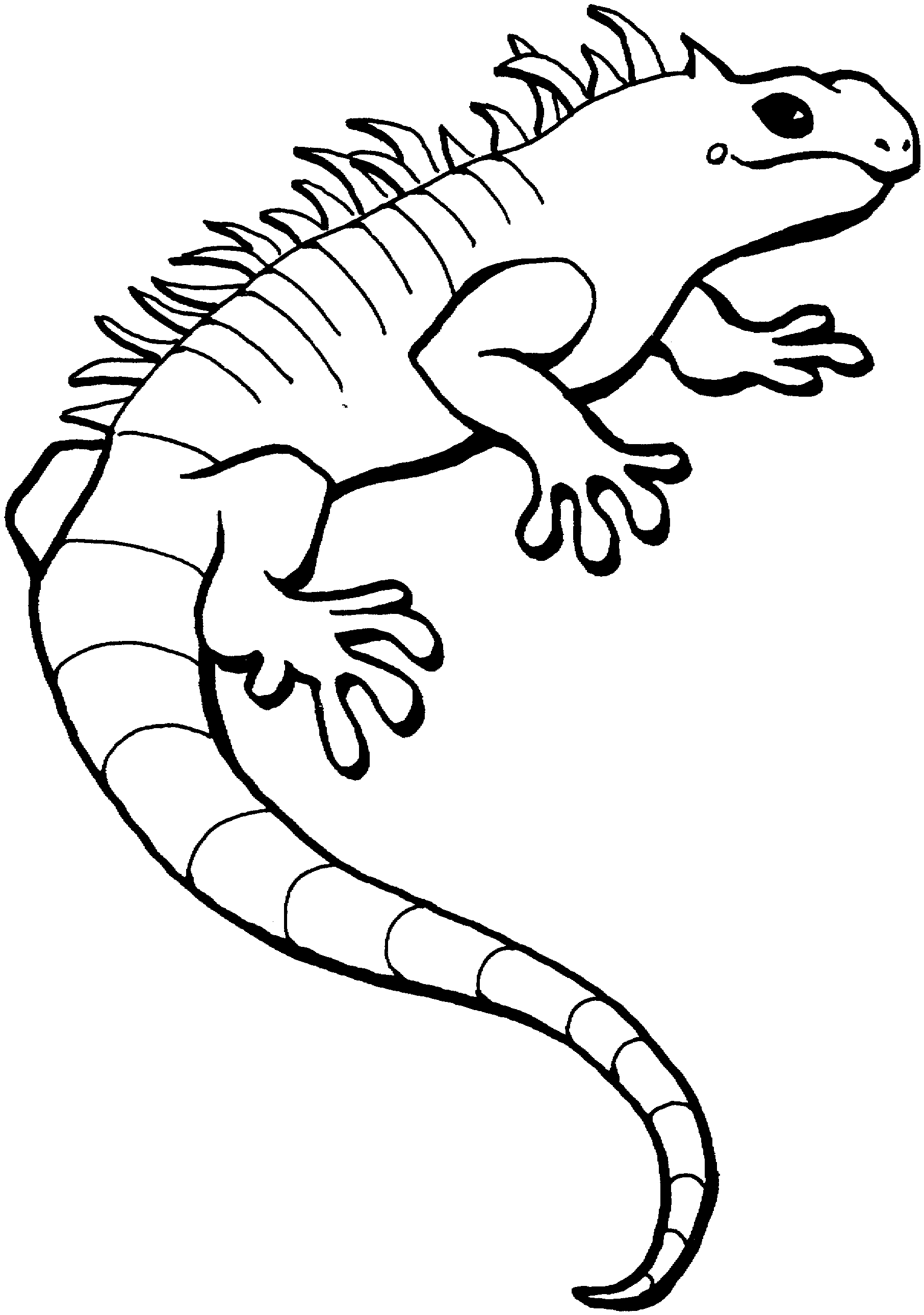 Coloring Pages Of A Lizard Coloring Home