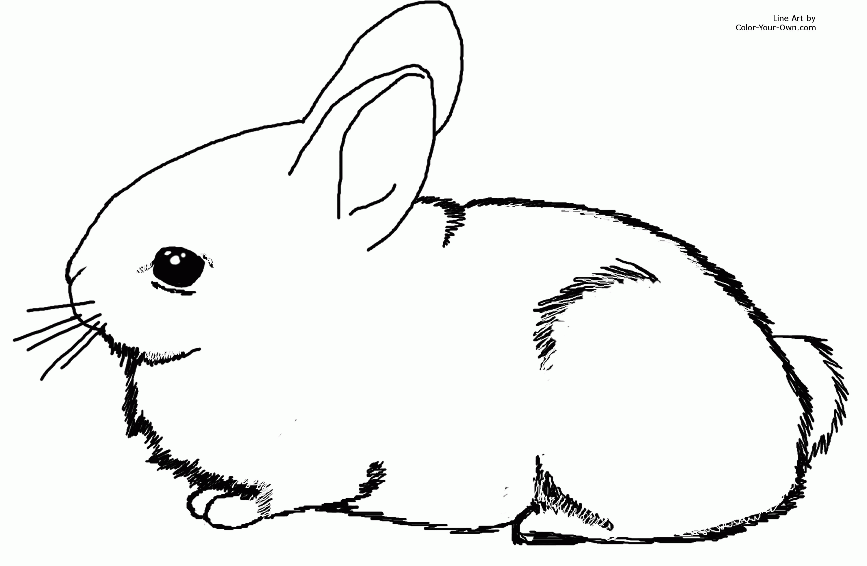 Adorable Baby Bunny Cottontail Rabbit Coloring - Colorine.net | #24518