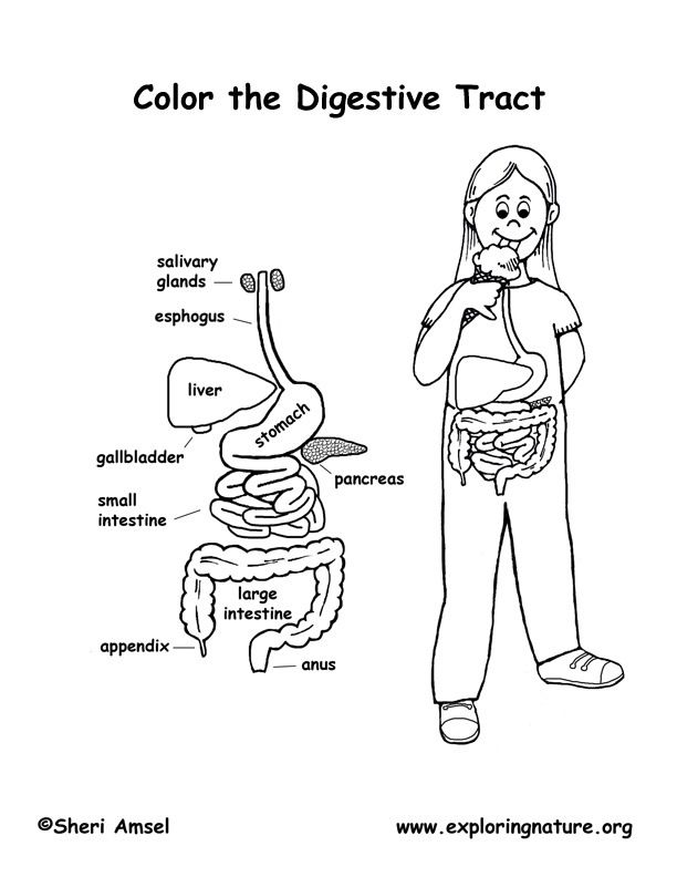 Digestive System (with Named Organs) Coloring Page | Digestive system for  kids, Digestive system, Body systems
