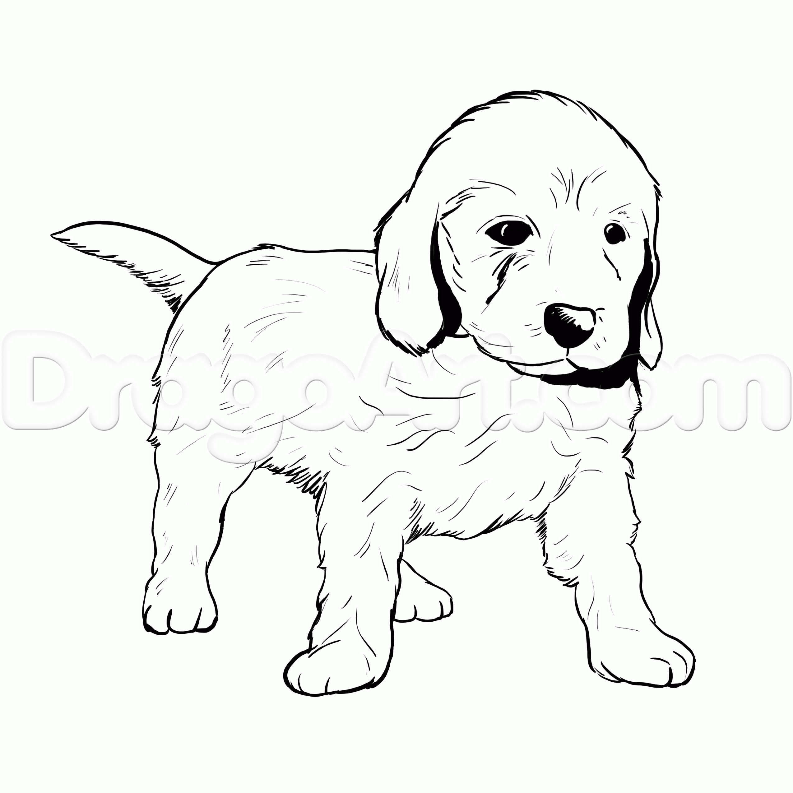 Lab Puppies How To Draw And Ceffcbccefcbfcefa adult