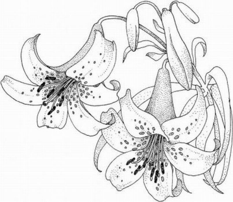 Tiger Lily | Coloring pages, Lilies drawing, Printable ...