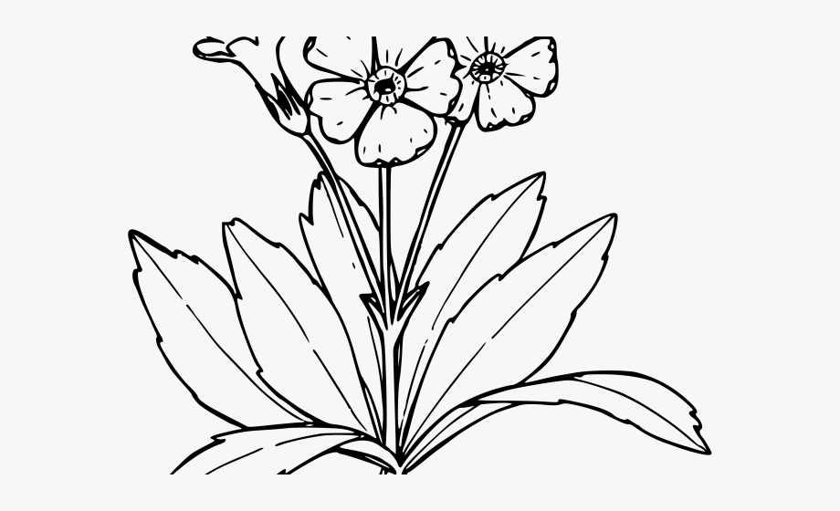 Daffodil Clipart Primrose Flower - Primrose Coloring Page ...