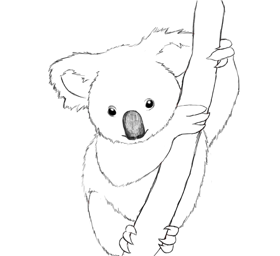 Realistic Koala Coloring Pages