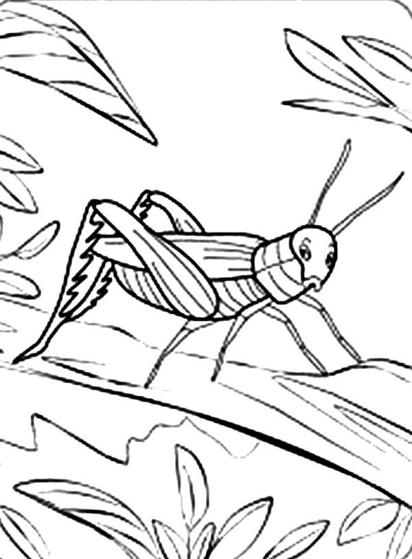 Grasshopper Hiding Behind Leaves Coloring Page - Free & Printable ...