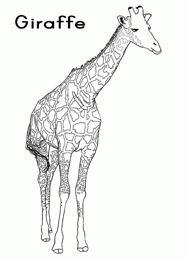 G is for Giraffe Coloring Page - NetArt