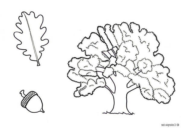 Drawing Of An Oak Tree Leaf And Fruit Coloring Page : Color Luna