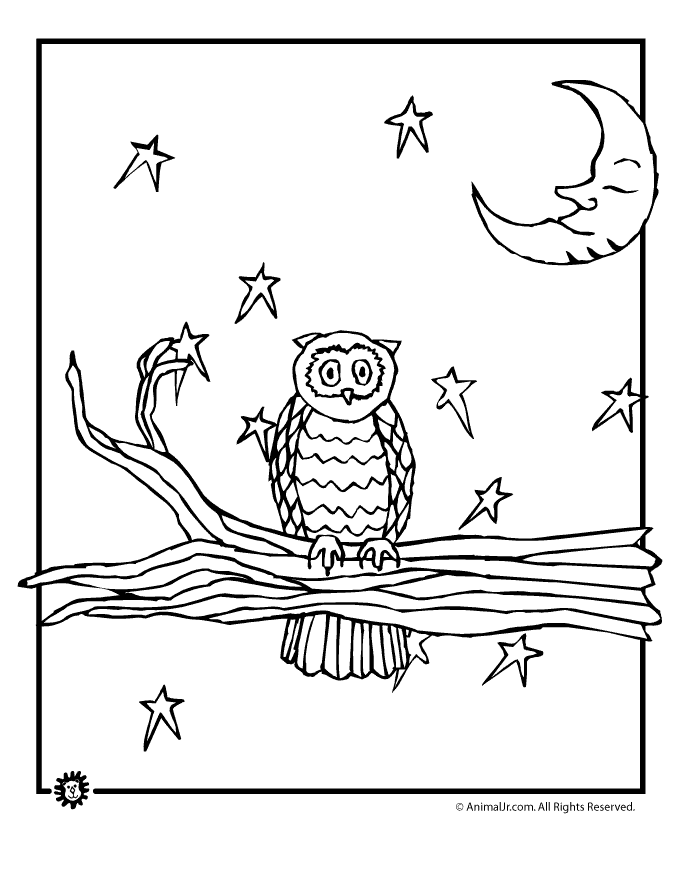 Pictures Of Nocturnal Animals - Coloring Home