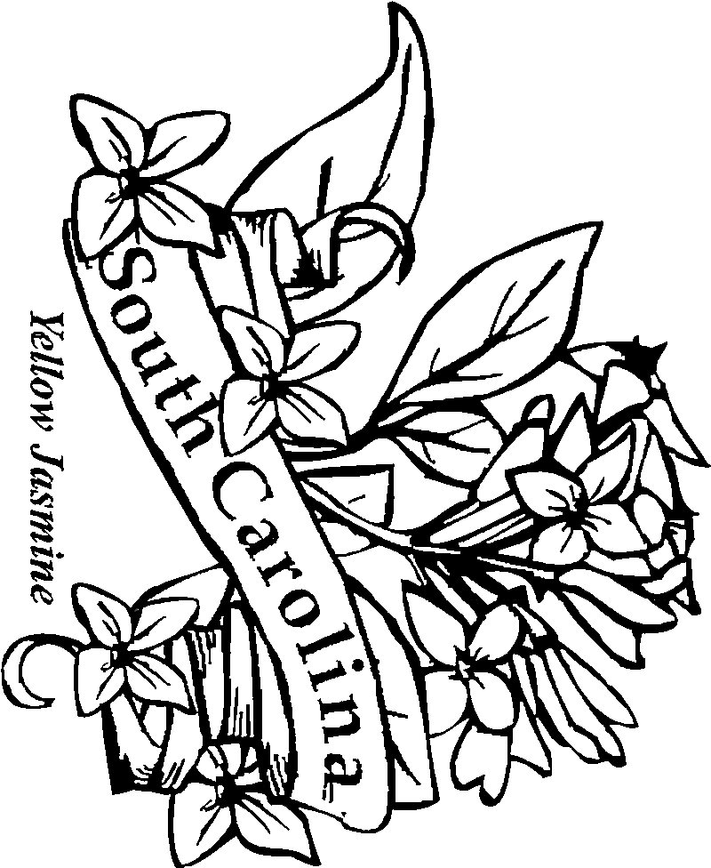 south carolina state flower coloring page - Clip Art Library