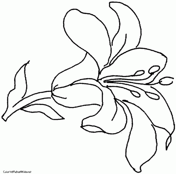 Lily Flower Outline Coloring Page